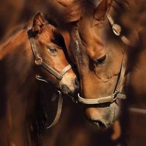 Meet your Posher, Alfreida